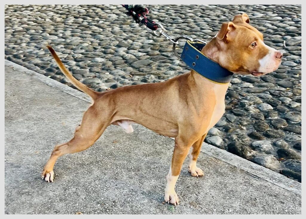 TITAN KENNEL’S CH “RED BOY” (DONNIE)