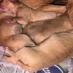 Red Pirate II x Mrs Cottingham