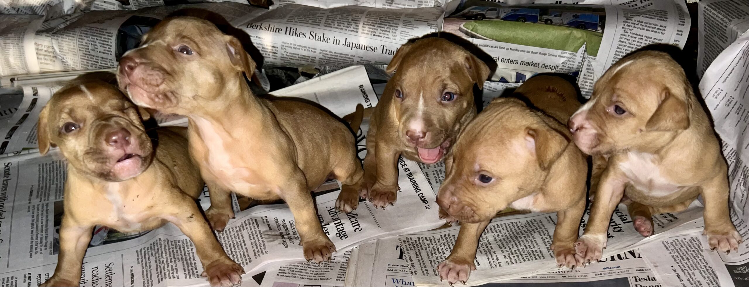 Red Pirate II x Mrs Cottingham Pup