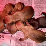 CH Yellow Samo x GRCH Yerbana