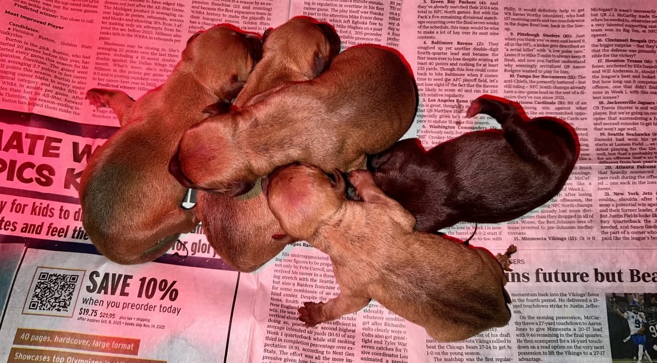 CH Yellow Samo x GRCH Yerbana Pup