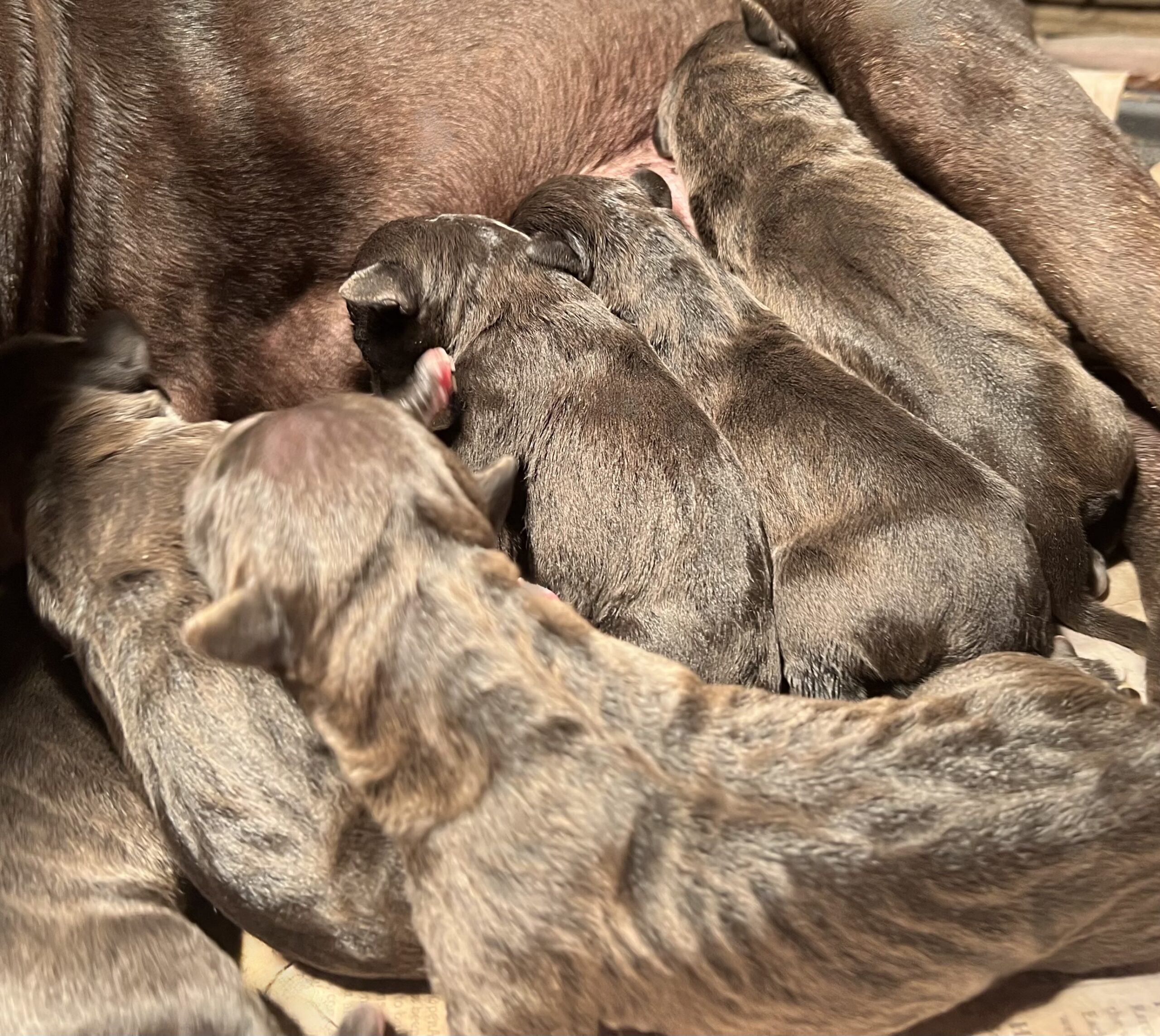 Mr 2800 x Patty Cake Pup