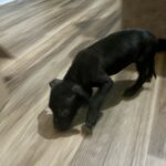 Mr 2800 x Patty Cake