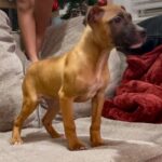 CH Yellow Samo x Raggedy Ann II