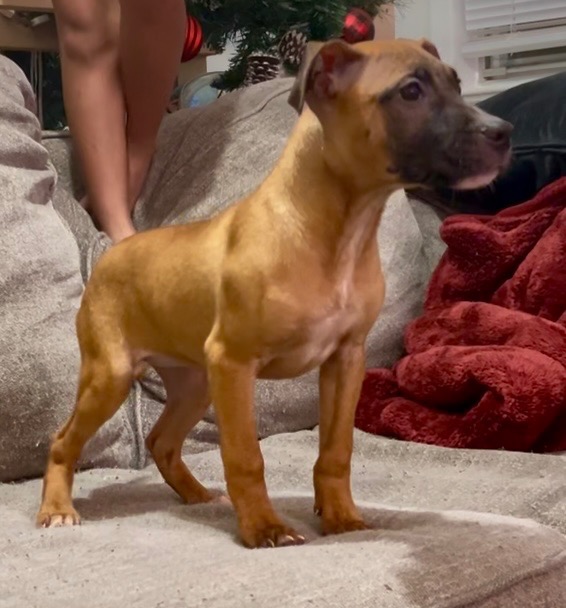 CH Yellow Samo x Raggedy Ann II Pup