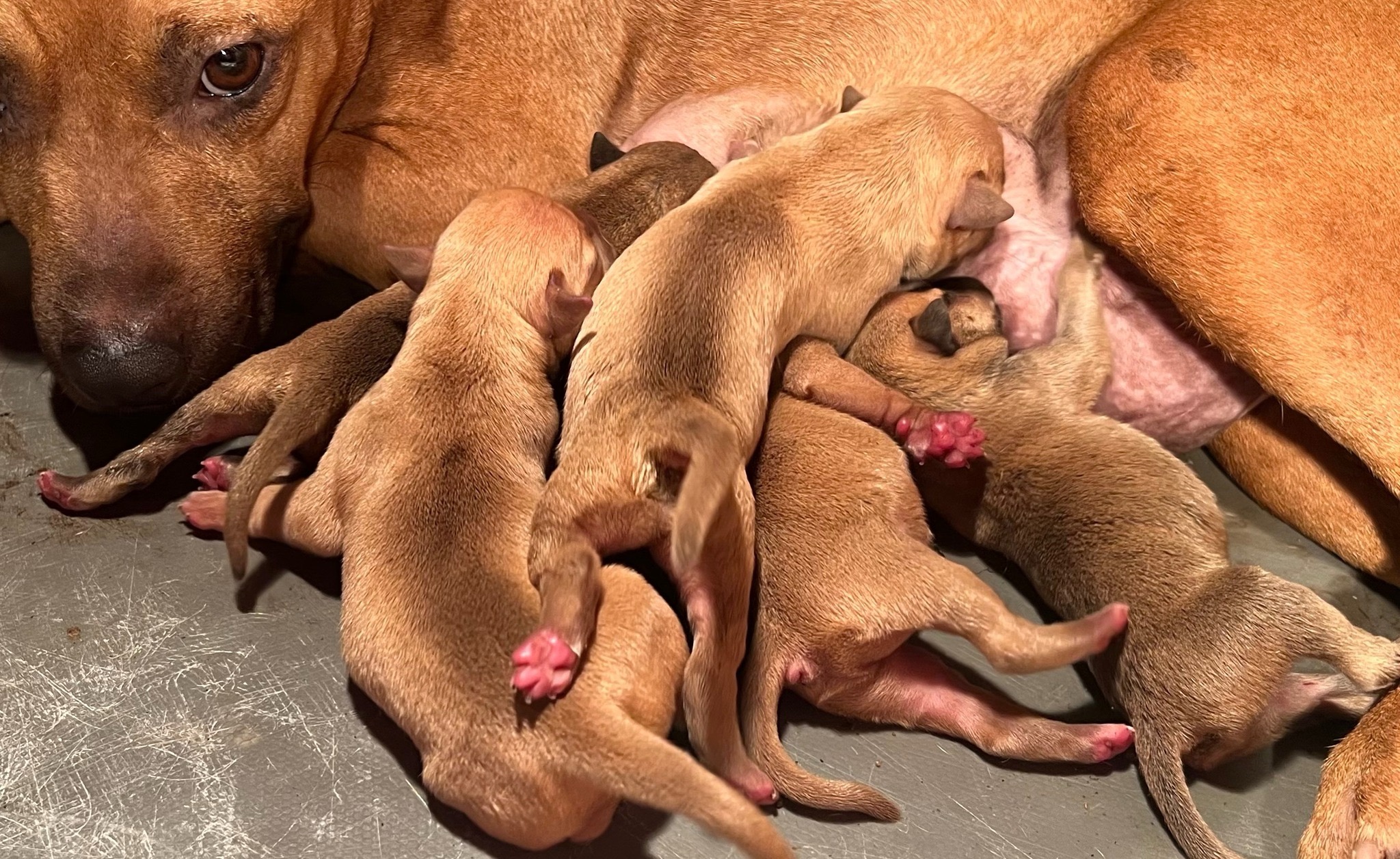 CH Yellow Samo x Mrs Bumper II