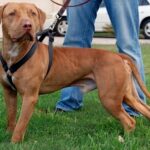 RBJBTKNL’S MACHOBEAR II ROM