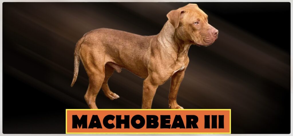 TITAN KENNEL’S MACHOBEAR III