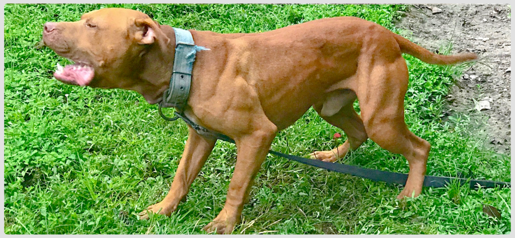 TITAN KENNEL’S BRAHMA