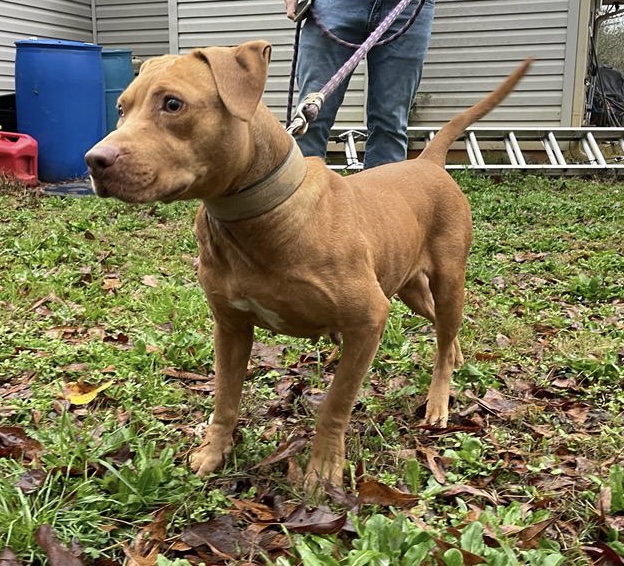 TK’S HAUNCHETTE II