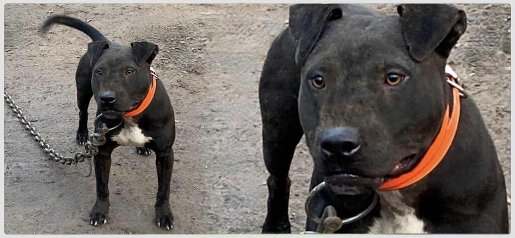 TITAN KENNELS MR 2800