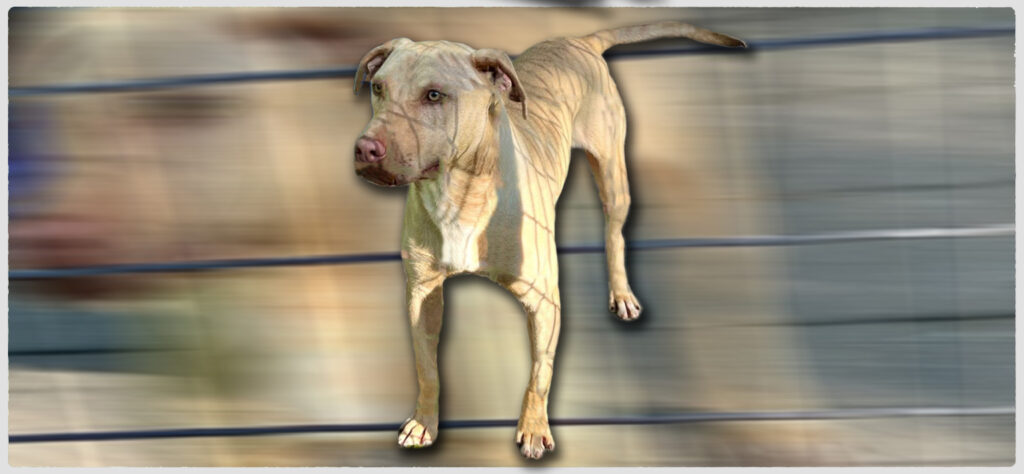 TITAN KENNEL’S YELLOW