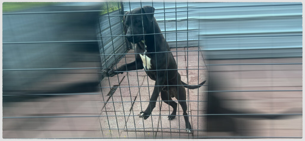 TITAN KENNEL’S JUSTICE JR