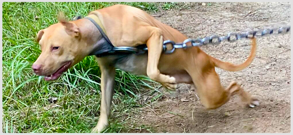 TITAN KENNEL’S LITTLE JOHN II