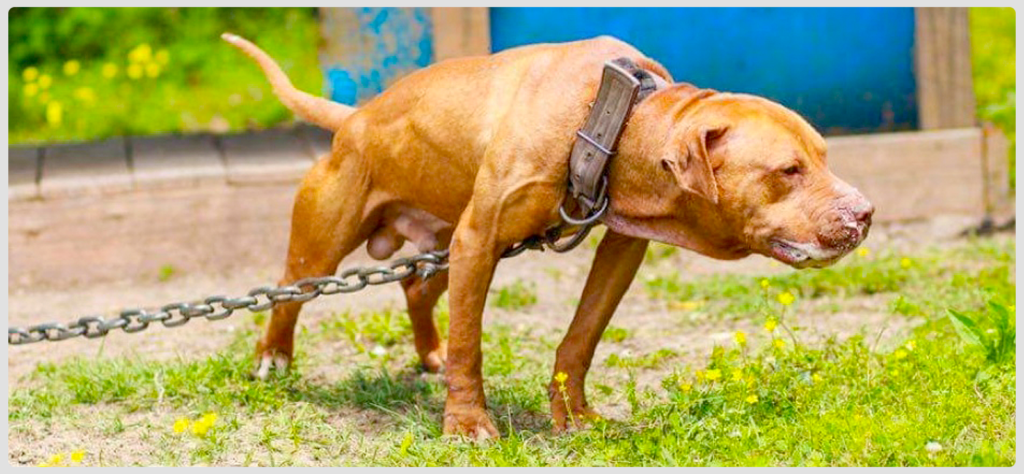 TITAN KENNELS REDBULL JR.