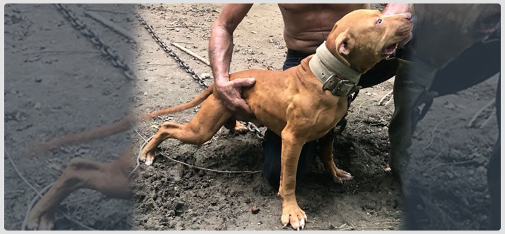 TITAN KENNEL’S RED PIRATE II