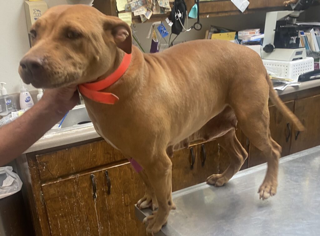 TITAN KENNELS MRS HOLLINGSWORTH