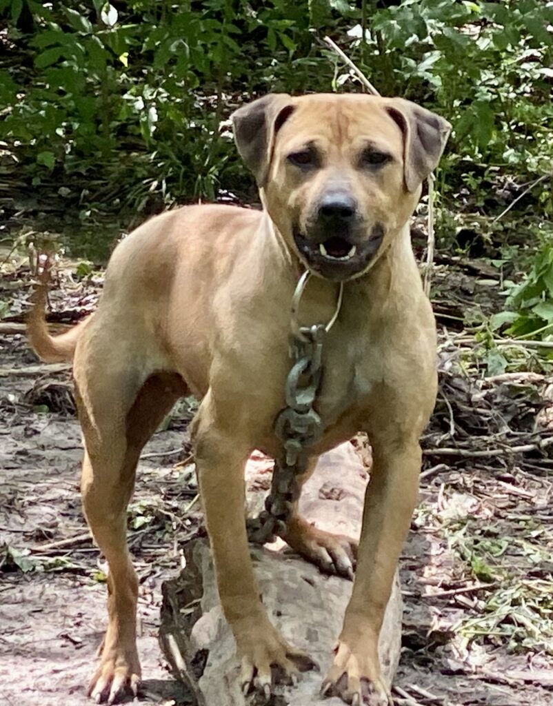 TITAN KENNEL’S CAMILA