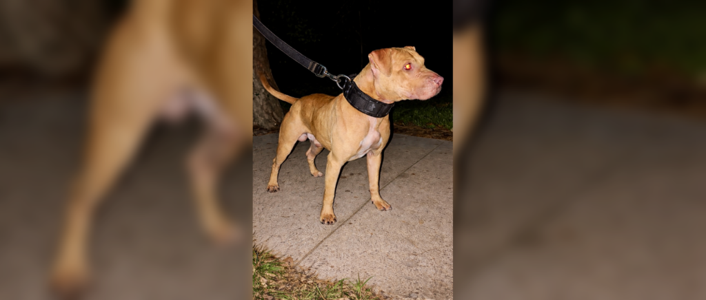 CH MK’S YELLOW SAMO